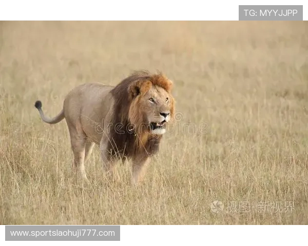 发财雄狮：如何利用雄狮图案提升家庭与事业的财运